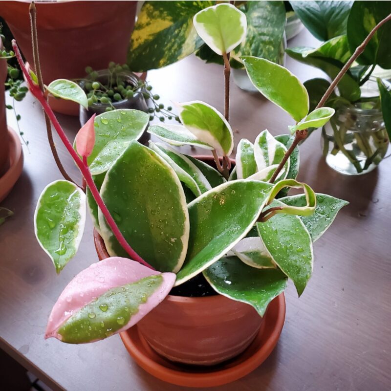Hoya Carnosa Krimson Queen Plant