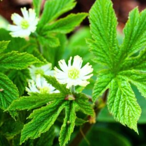 Alternative view of 10 Goldenseal Roots