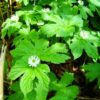 10 Goldenseal Roots