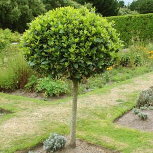 Alternative view of Laurus Nobilis Bay Leaf Tree - Bay Laurel - 2-3Ft Tall - 3 Gallon Pot - Sweet Bay Leaves Live Plant for Planting