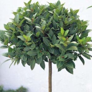 Alternative view of Laurus Nobilis Bay Leaf Tree - Bay Laurel - Sweet Bay Leaves Live Plant for Planting - 6-8"