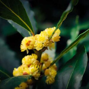 Laurus Nobilis Bay Leaf Tree - Bay Laurel - Sweet Bay Leaves Live Plant for Planting - Bare Root