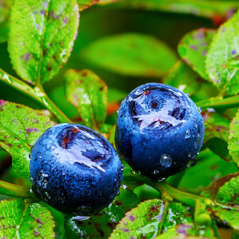 6 Live Wild Huckleberry Plants Live Black Berries - Berry Plants - 8"-15" - Zones 3-9 - Huckleberries Bushes Shrubs for Planting - Image 3