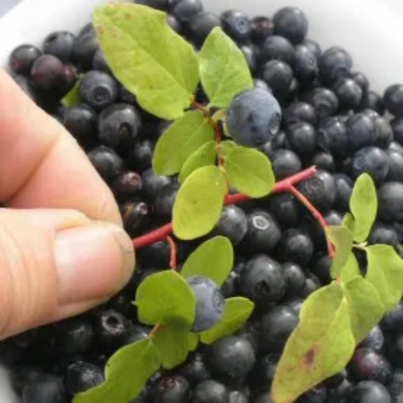 6 Live Wild Huckleberry Plants Live Black Berries - Berry Plants - 8"-15" - Zones 3-9 - Huckleberries Bushes Shrubs for Planting - Image 4