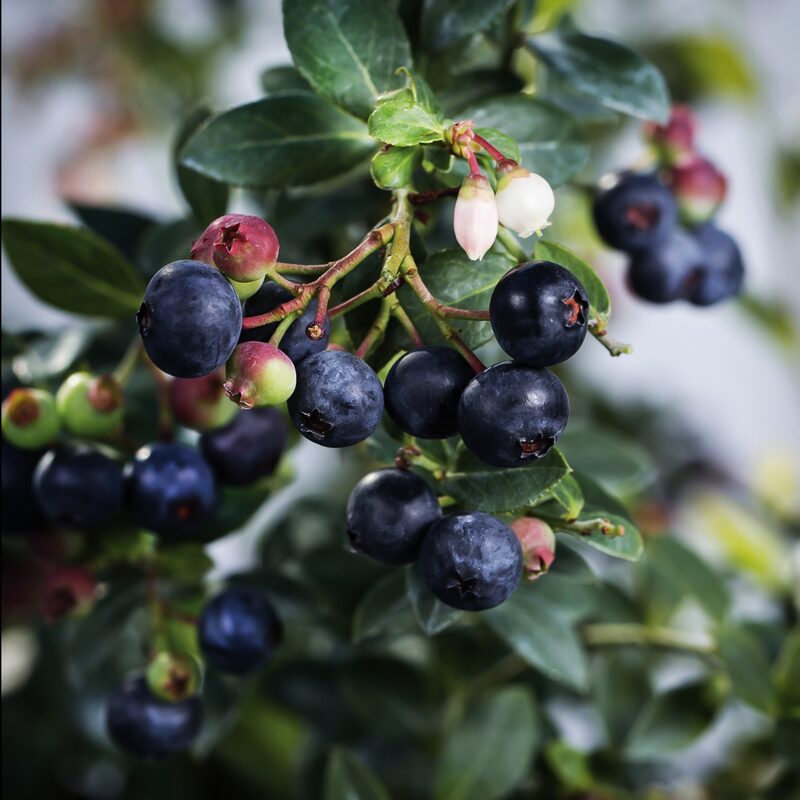 6 Live Wild Huckleberry Plants Live Black Berries - Berry Plants - 8"-15" - Zones 3-9 - Huckleberries Bushes Shrubs for Planting - Image 2