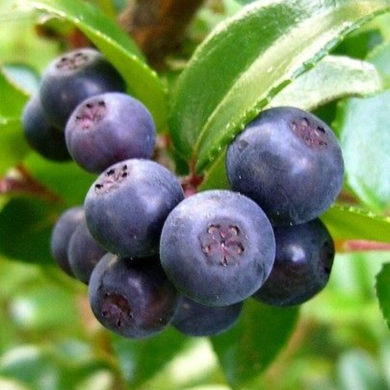 6 Live Wild Huckleberry Plants Live Black Berries - Berry Plants - 8"-15" - Zones 3-9 - Huckleberries Bushes Shrubs for Planting