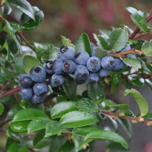Alternative view of 3 Live Black Huckleberry Plants Live Black Berries - Set of 3 Berry Plants - 4"-7" - Zones 3-9 - Huckleberries Bushes Shrubs for Planting