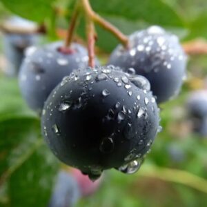 3 Live Black Huckleberry Plants Live Black Berries - Set of 3 Berry Plants - 4"-7" - Zones 3-9 - Huckleberries Bushes Shrubs for Planting
