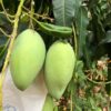 Hoa Loc Sweet Mango Tree Grafted - 2-3Ft - 3 Gallon Pot - Tropical Fruit Tree Zones 9-11 - Sweet Flavor Mango Tree Ready to Bear Fruit in 1 Year