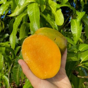 Alternative view of Julie Mango Tree Grafted - 2-3Ft in Gallon Pot - Tropical Fruit Tree Zones 9-11 - Sweet Flavor Mango Tree Ready to Bear Fruit in 1 Year