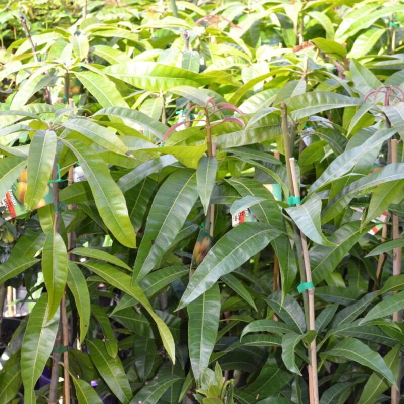 Valencia Pride Mango Tree Grafted - 2-3Ft - 3 Gallon Pot - Tropical Fruit Tree Zones 9-11 - Sweet Flavor Mango Tree Ready to Bear Fruit in 1 Year - Image 6