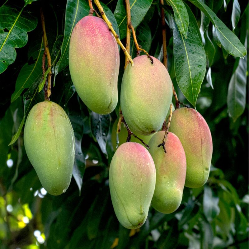 Valencia Pride Mango Tree Grafted - 2-3Ft - 3 Gallon Pot - Tropical Fruit Tree Zones 9-11 - Sweet Flavor Mango Tree Ready to Bear Fruit in 1 Year - Image 3
