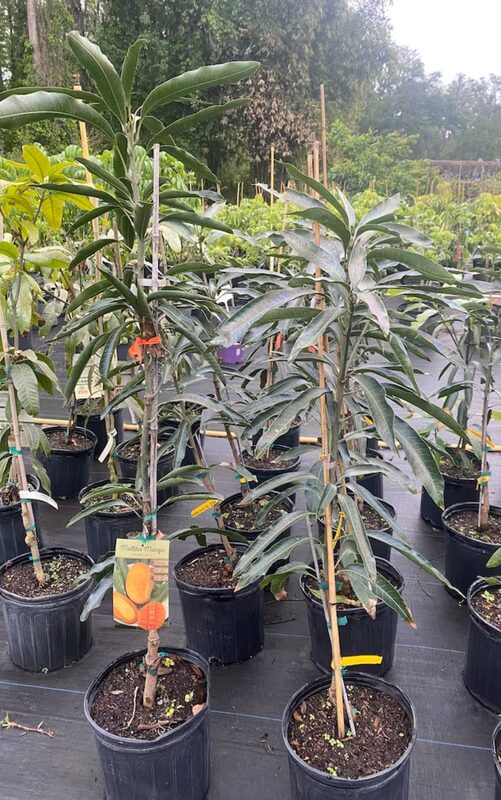 Valencia Pride Mango Tree Grafted - 2-3Ft - 3 Gallon Pot - Tropical Fruit Tree Zones 9-11 - Sweet Flavor Mango Tree Ready to Bear Fruit in 1 Year - Image 4