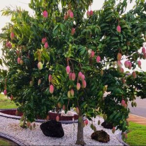 Alternative view of Valencia Pride Mango Tree Grafted - 2-3Ft - 3 Gallon Pot - Tropical Fruit Tree Zones 9-11 - Sweet Flavor Mango Tree Ready to Bear Fruit in 1 Year