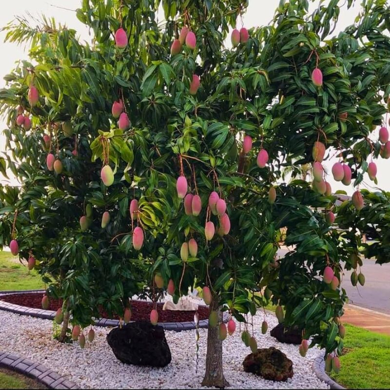 Valencia Pride Mango Tree Grafted - 2-3Ft - 3 Gallon Pot - Tropical Fruit Tree Zones 9-11 - Sweet Flavor Mango Tree Ready to Bear Fruit in 1 Year - Image 2