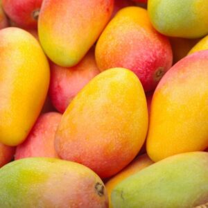 Valencia Pride Mango Tree Grafted - 2-3Ft - 3 Gallon Pot - Tropical Fruit Tree Zones 9-11 - Sweet Flavor Mango Tree Ready to Bear Fruit in 1 Year