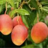 Tebow Mango Tree Grafted - 2-3Ft - 3 Gallon Pot - Tropical Fruit Tree Zones 9-11 - Sweet Flavor Mango Tree Ready to Bear Fruit in 1 Year