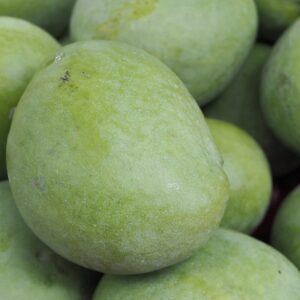 Glenn Mango Tree Grafted - 2-3Ft - 3 Gallon Pot - Tropical Fruit Tree Zones 9-11 - Sweet Flavor Mango Tree Ready to Bear Fruit in 1 Year