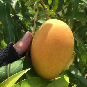Florigon Mango Tree Grafted - 2-3Ft - 3 Gallon Pot - Tropical Fruit Tree Zones 9-11 - Sweet Flavor Mango Tree Ready to Bear Fruit in 1 Year