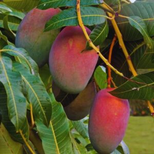 Haden Mango Tree Grafted - 2-3Ft - 3 Gallon Pot - Tropical Fruit Tree Zones 9-11 - Sweet Flavor Mango Tree Ready to Bear Fruit in 1 Year