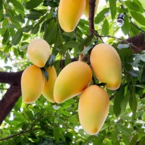Alternative view of Ataulfo Mango Tree Grafted - 2-3Ft - 3 Gallon Pot - Tropical Fruit Tree Zones 9-11 - Sweet Flavor Mango Tree Ready to Bear Fruit in 1 Year