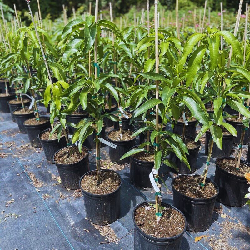Alphonso Mango Tree Grafted - 2-3Ft - 3 Gallon Pot - Tropical Fruit Tree Zones 9-11 - Sweet Flavor Mango Tree Ready to Bear Fruit in 1 Year - Image 5