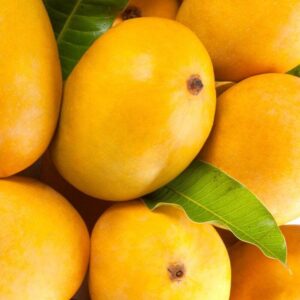 Alternative view of Alphonso Mango Tree Grafted - 2-3Ft - 3 Gallon Pot - Tropical Fruit Tree Zones 9-11 - Sweet Flavor Mango Tree Ready to Bear Fruit in 1 Year