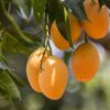Alphonso Mango Tree Grafted - 2-3Ft - 3 Gallon Pot - Tropical Fruit Tree Zones 9-11 - Sweet Flavor Mango Tree Ready to Bear Fruit in 1 Year
