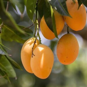 Alphonso Mango Tree Grafted - 2-3Ft - 3 Gallon Pot - Tropical Fruit Tree Zones 9-11 - Sweet Flavor Mango Tree Ready to Bear Fruit in 1 Year
