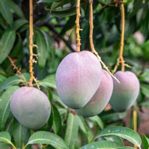 Alternative view of Kent Mango Tree Plant Mangifera Indica - 10"-15" Seedling Mango - Yellow Sweet Flavor - Zones 9-11