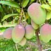 Keitt Mango Tree Plant Live Grafted, 14"-20" Mango - Yellow Sweet Flavor - Zones 9-11 Mangifera Indica