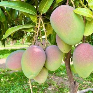 Keitt Mango Tree Plant Live Grafted, 14"-20" Mango - Yellow Sweet Flavor - Zones 9-11 Mangifera Indica