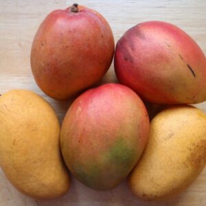 Alternative view of Keitt Mango Tree Plant Live Grafted, 14"-20" Mango - Yellow Sweet Flavor - Zones 9-11 Mangifera Indica