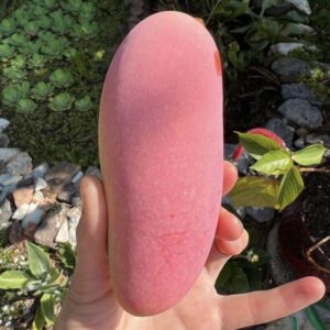 maha chanook mango fruit