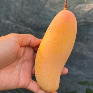 Alternative view of Maha Chanook Mango Tree Grafted - 2-3Ft - 3 Gallon Pot - Tropical Fruit Tree Zones 9-11 - Sweet Flavor Mango Tree Ready to Bear Fruit in 1 Year