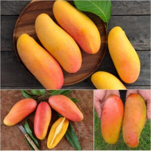Maha Chanook Mango Tree Grafted - 2-3Ft - 3 Gallon Pot - Tropical Fruit Tree Zones 9-11 - Sweet Flavor Mango Tree Ready to Bear Fruit in 1 Year