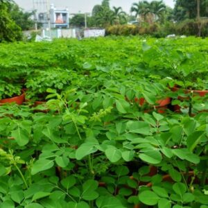 Alternative view of Moringa Tree Plants Live for Planting