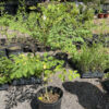 Moringa Tree Plants Live for Planting