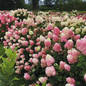 Alternative view of Limelight Prime Panicle Hydrangea Hydrangea Paniculata