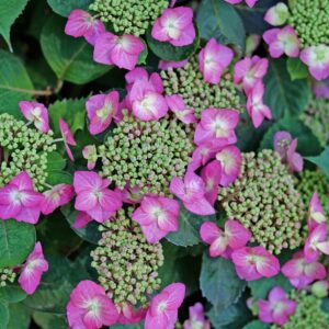 Alternative view of Tuff Stuff Top Fun Mountain Hydrangea Hydrangea Serrata