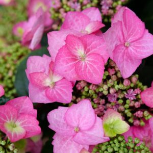 Tuff Stuff Top Fun Mountain Hydrangea