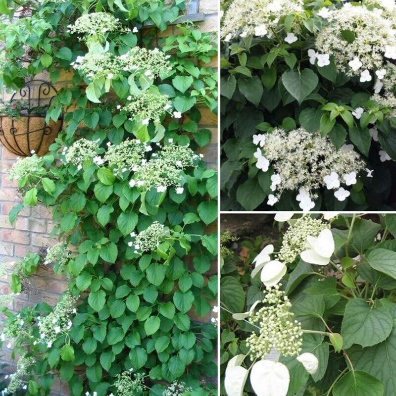 Vining Hydrangea Plant Hydrangea Petiolaris Shade - Image 2