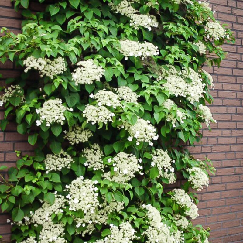 Vining Hydrangea Plant Hydrangea Petiolaris Shade