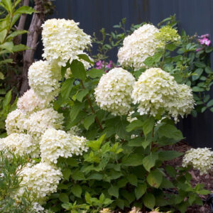 Alternative view of Little Lime Hydrangea -Compact Flowering Shrubhardy