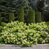 Little Lime Hydrangea -Compact Flowering Shrubhardy