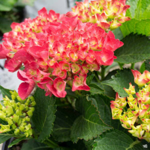 Alternative view of Change Color Hydrangea Plants, Well-rooted from Pink to Red Purple or White