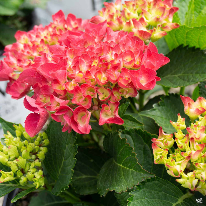 Change Color Hydrangea Plants, Well-rooted from Pink to Red Purple or White - Image 2