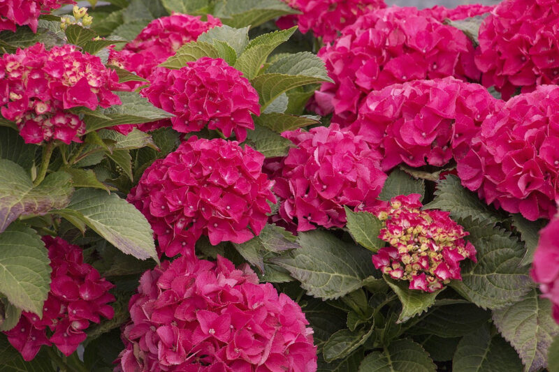 Change Color Hydrangea Plants, Well-rooted from Pink to Red Purple or White - Image 3