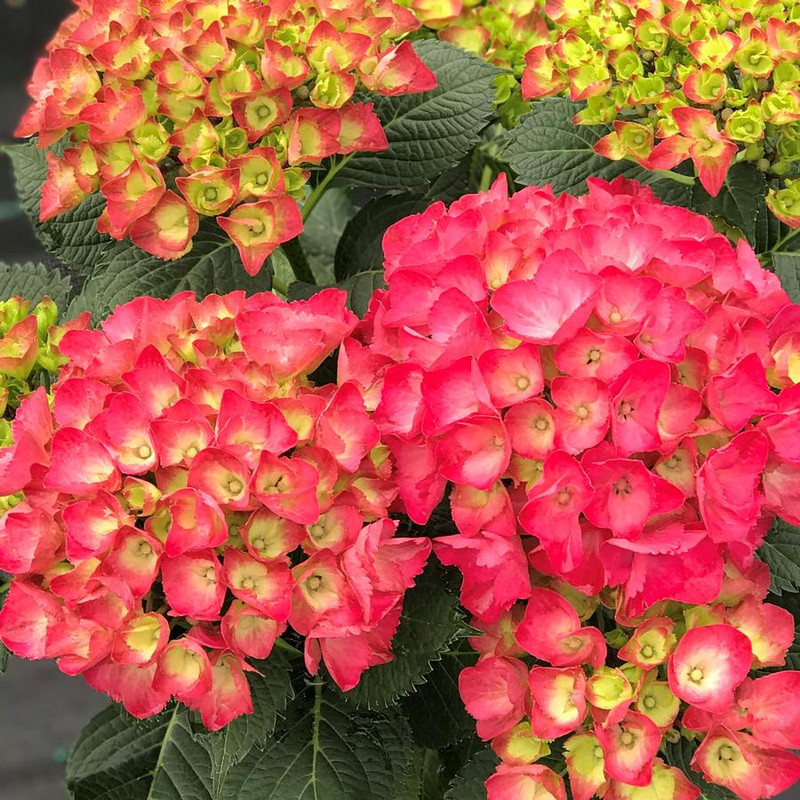 Change Color Hydrangea Plants, Well-rooted from Pink to Red Purple or White