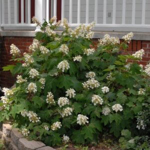 Alternative view of White Oakleaf Hydrangea Bush Shrub Tree Live Plant, Perennial White